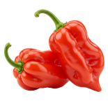 Papi's Salsa Habanero